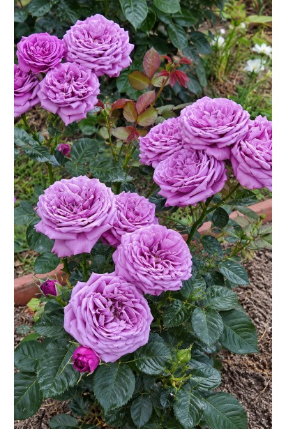 Floribunda rose Блу Скай Фрілендер фото